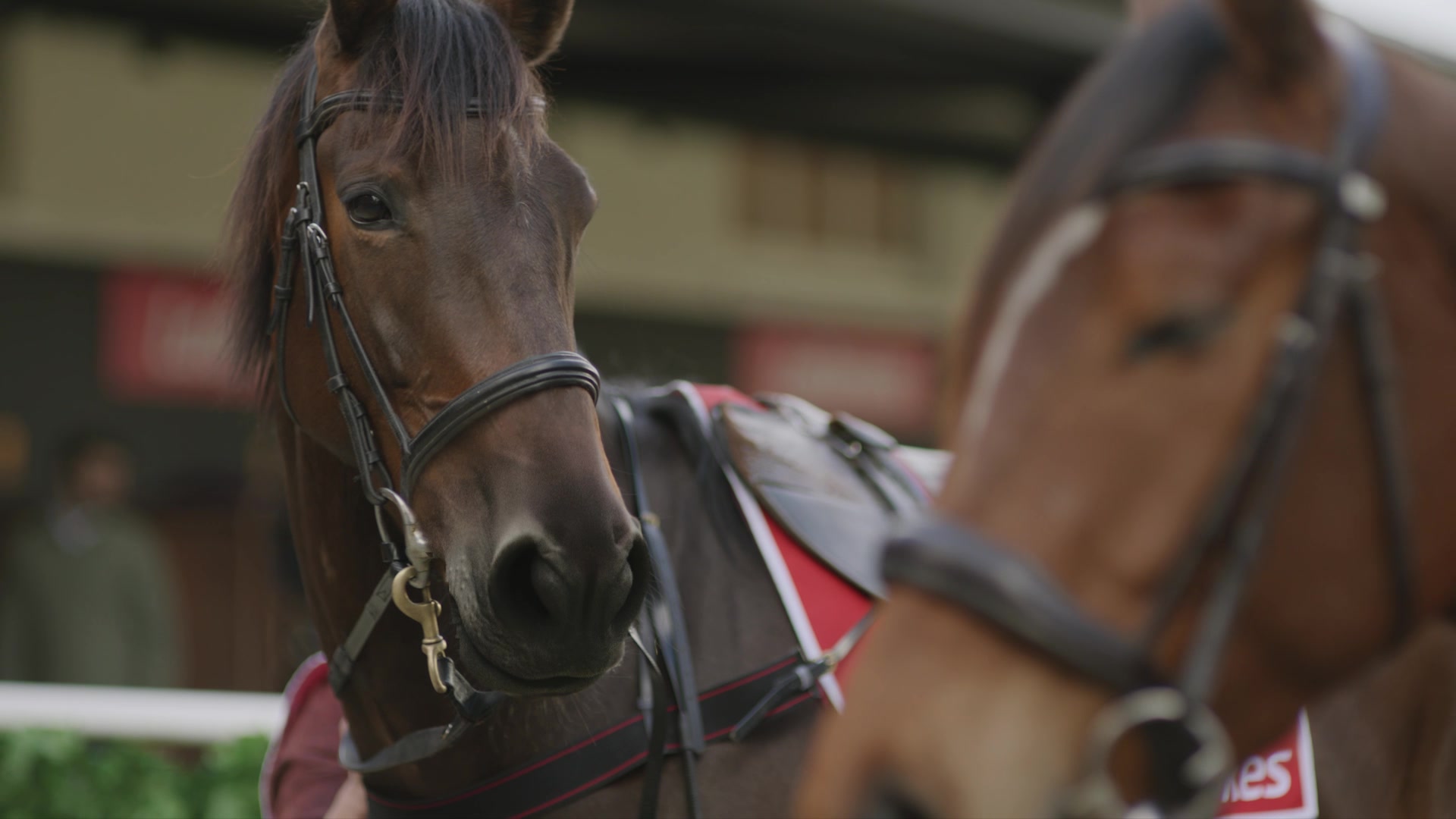 CG Horse Build